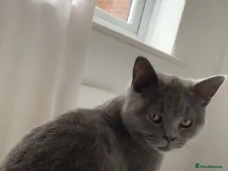 British Shorthair cats British Shorthair Blue Kittens 💛 Raised with Love - Advert 15