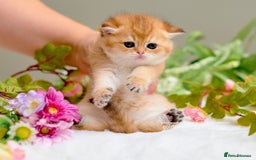 Scottish Fold cats for sale: Show Quality Scottish Kittens - Advert 2