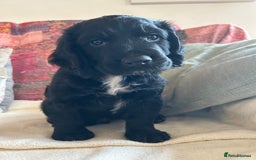 Cocker Spaniel dogs for sale: ONE GORGEOUS WORKING COCKER SPANIEL PUP - Advert 2