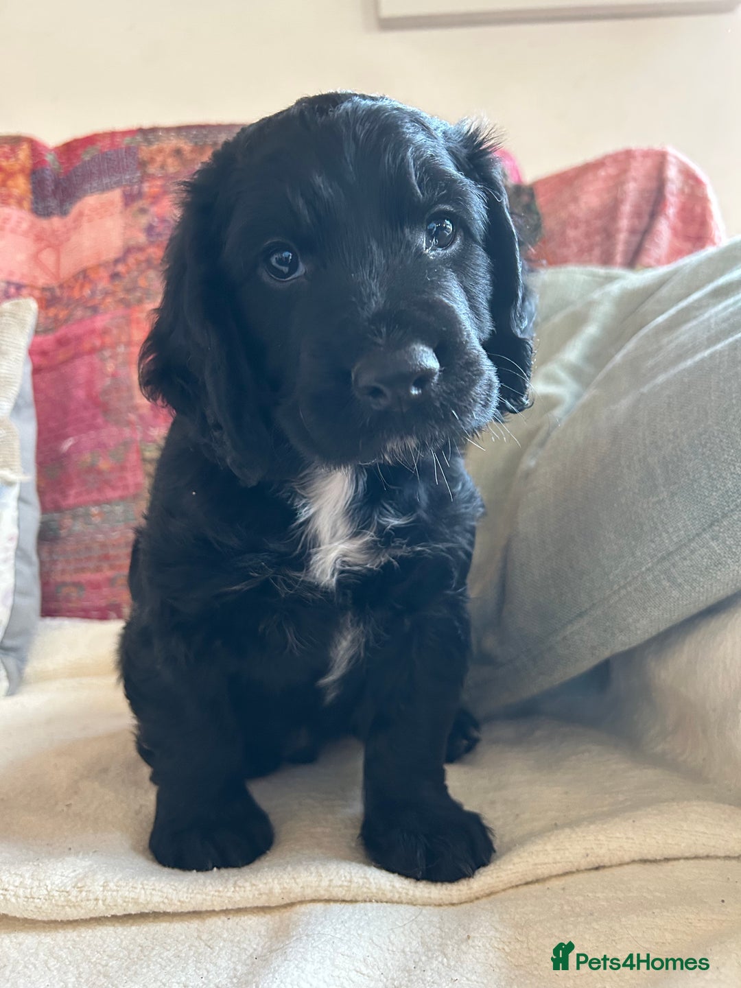 Cocker Spaniel dogs for sale: ONE GORGEOUS WORKING COCKER SPANIEL PUP - Advert 2