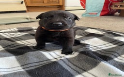 Mixed Breed dogs for sale: Belgium shepherd cross Rottweiler Labrador  - Image 18