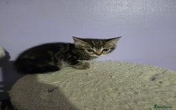 Scottish Fold cats for sale: Beautiful Scottish fold x cross kittens  - Image 4