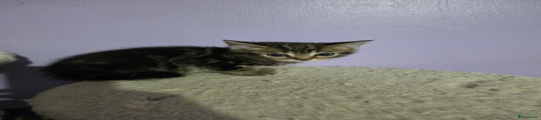 Scottish Fold Kitten 2