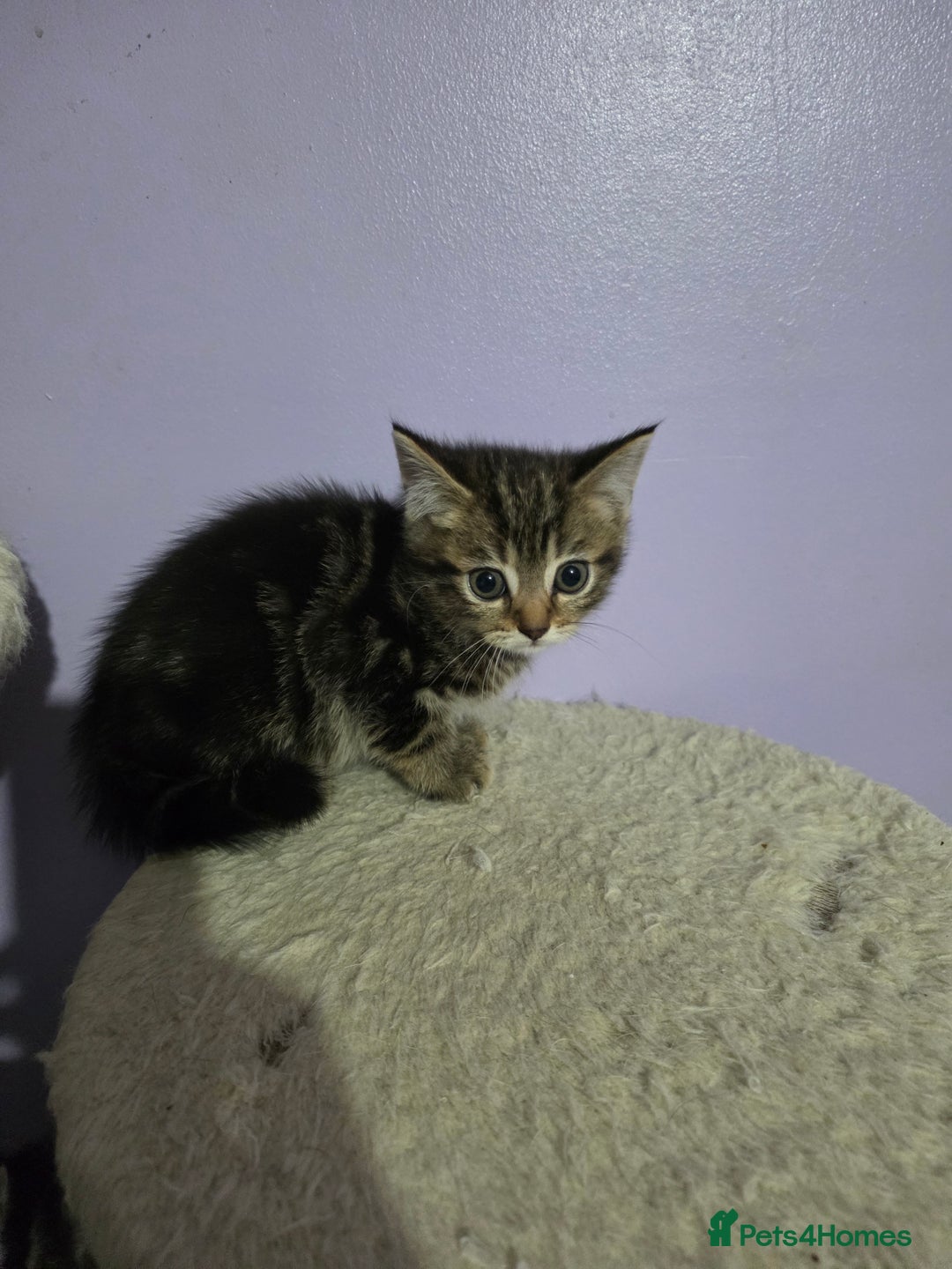 Scottish Fold cats for sale: Beautiful Scottish fold x cross kittens  - Image 4