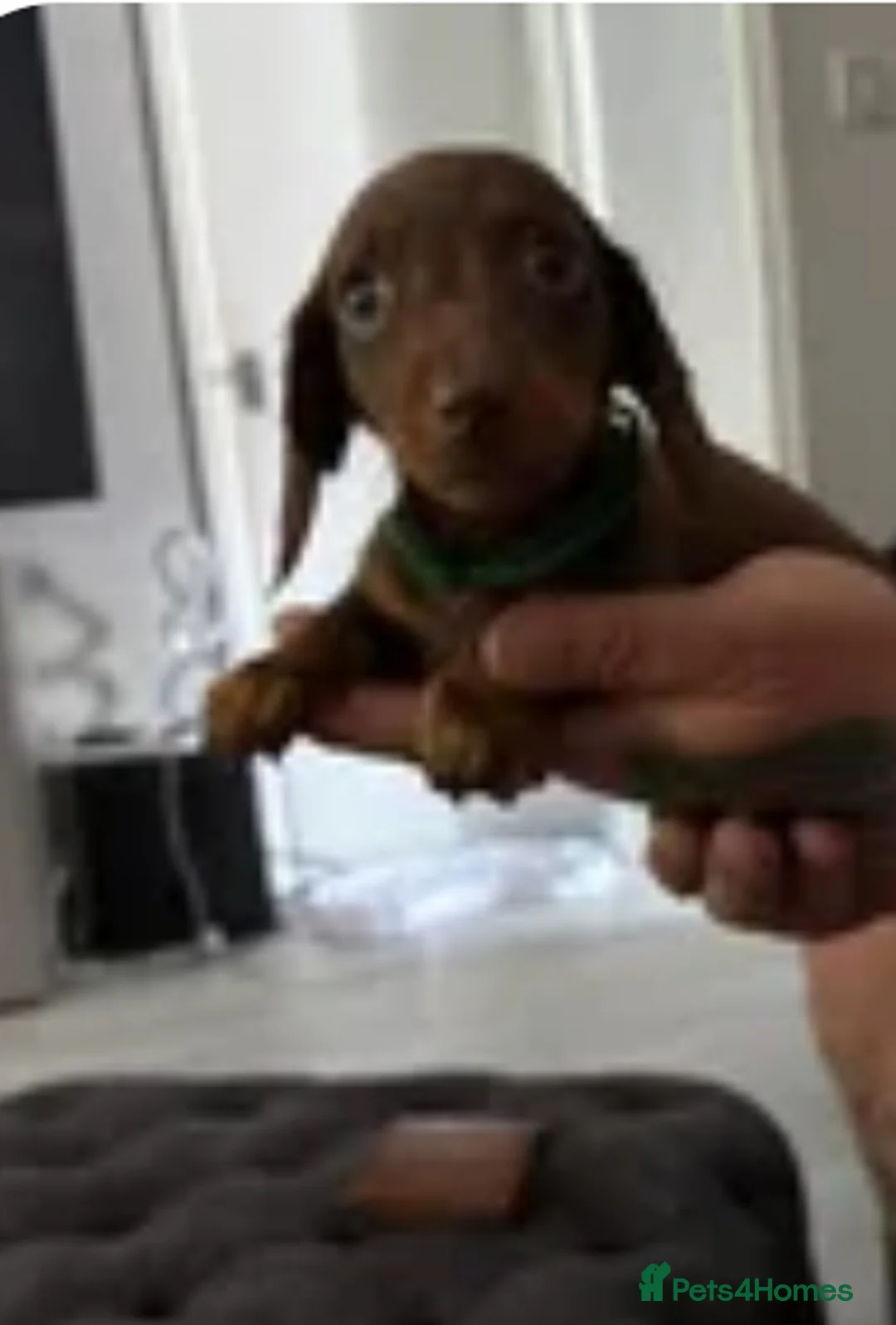 Dachshund dogs for sale: 3 dachshund puppies for sale  - Advert 4