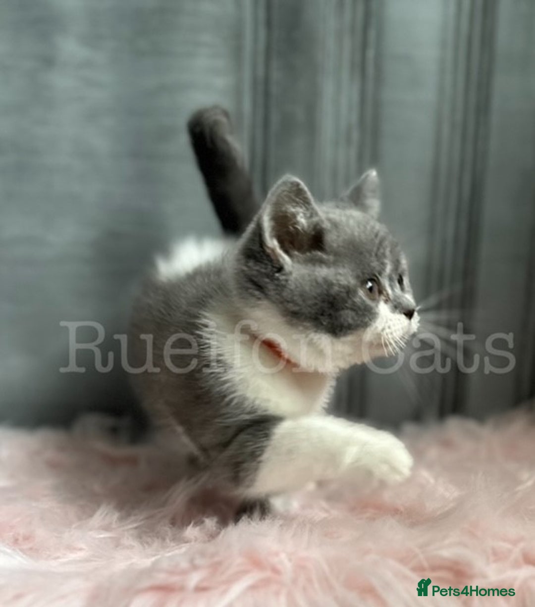 British Shorthair cats for sale: Gorgeous British Shorthair kittens GCCF registered - Image 11