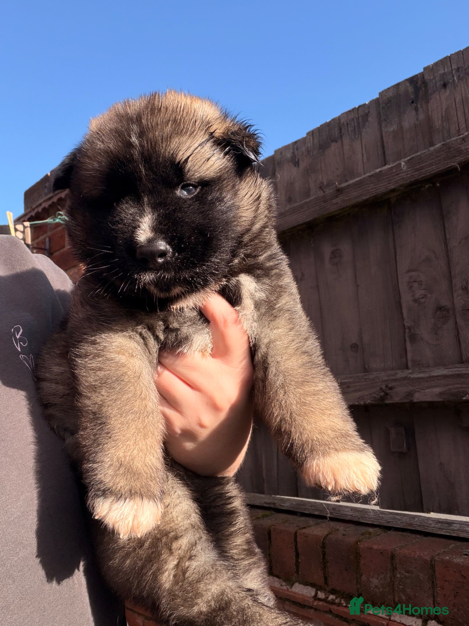 Akita Puppy 7 - REHOMED 