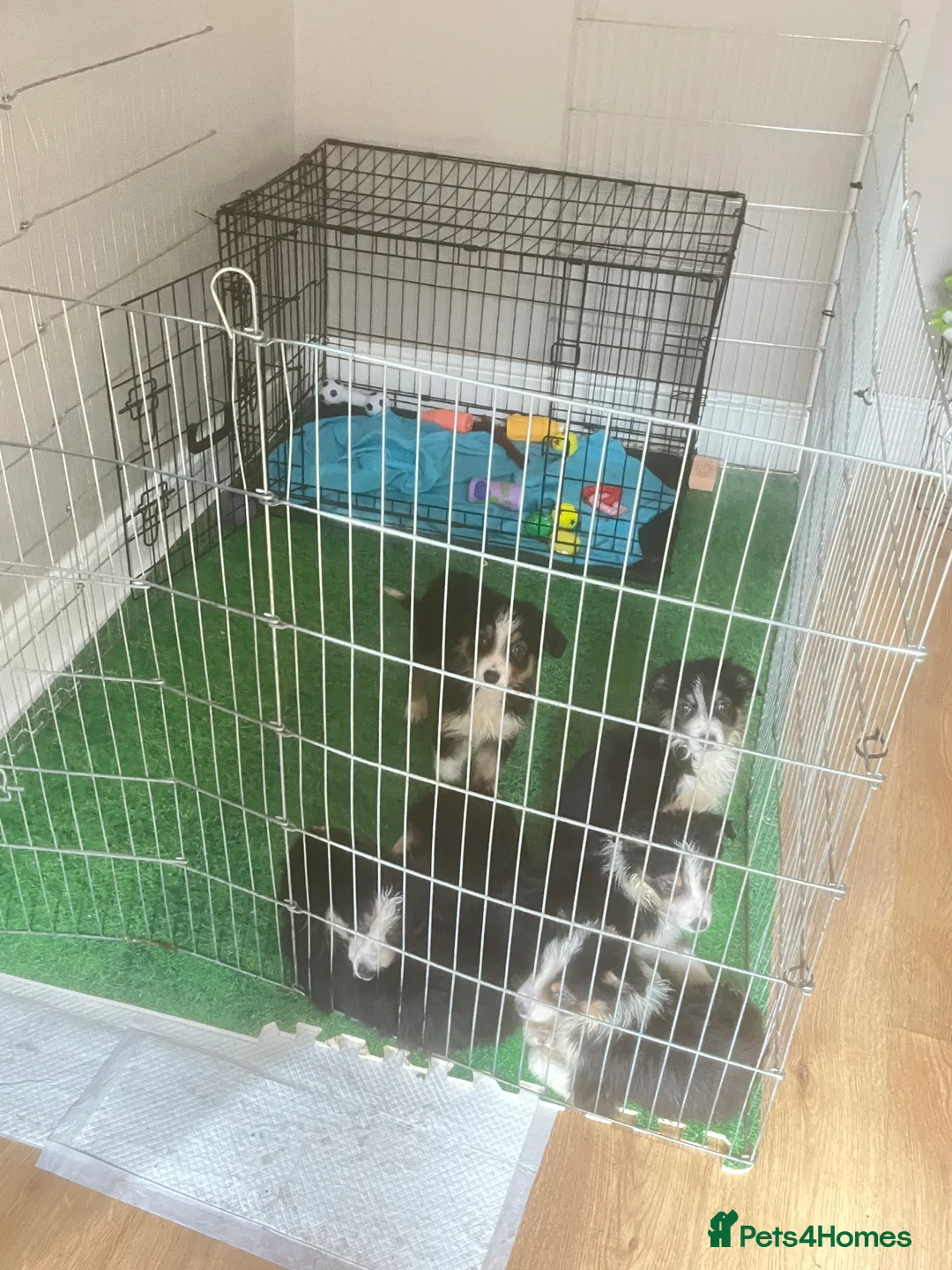 Border Collie dogs for sale: 6 beautiful tri border collie pups for sale  - Advert 2