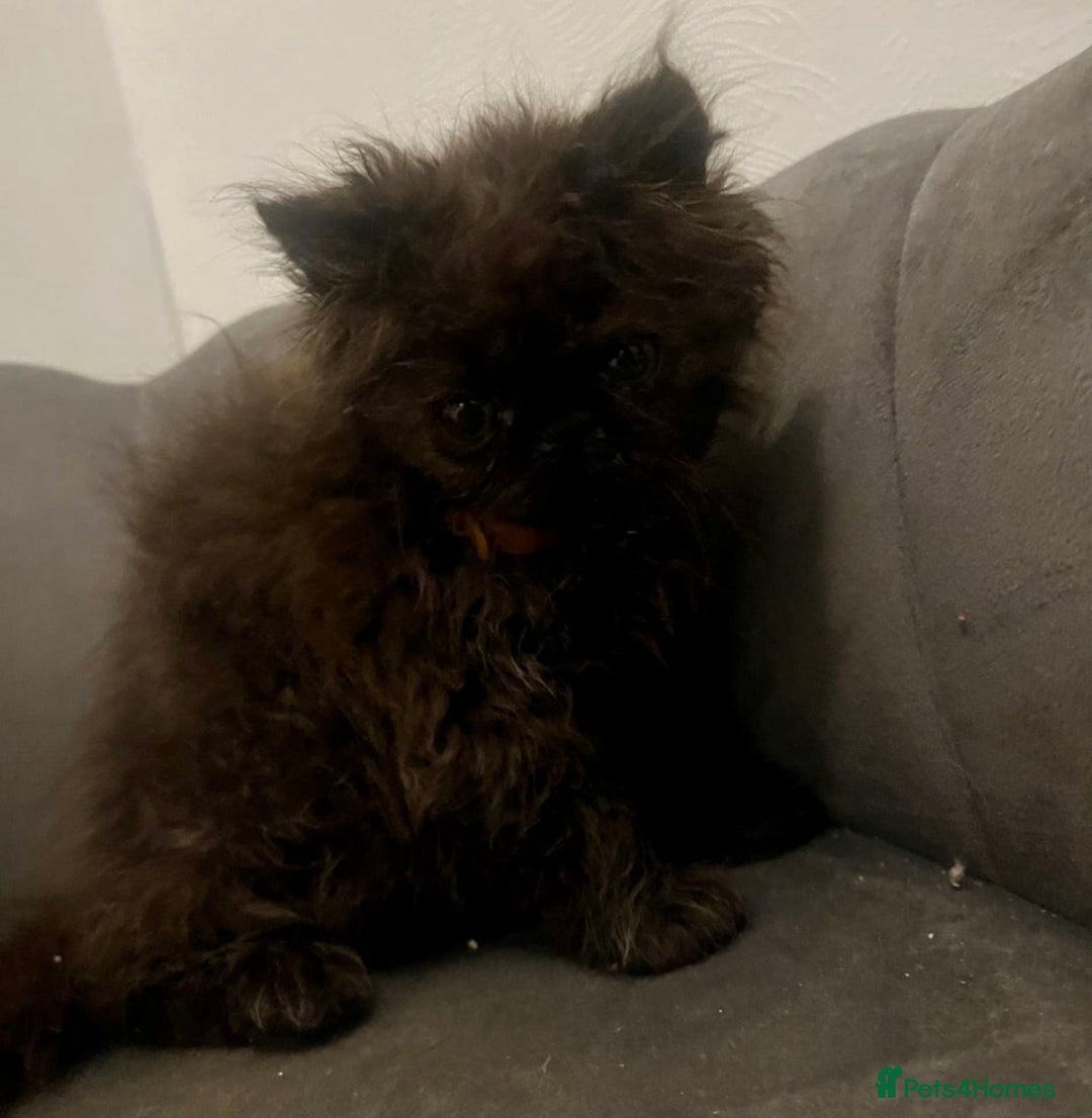 Persian cats for sale: Gorgeous Persians gccf registered pkd neg   - Image 21