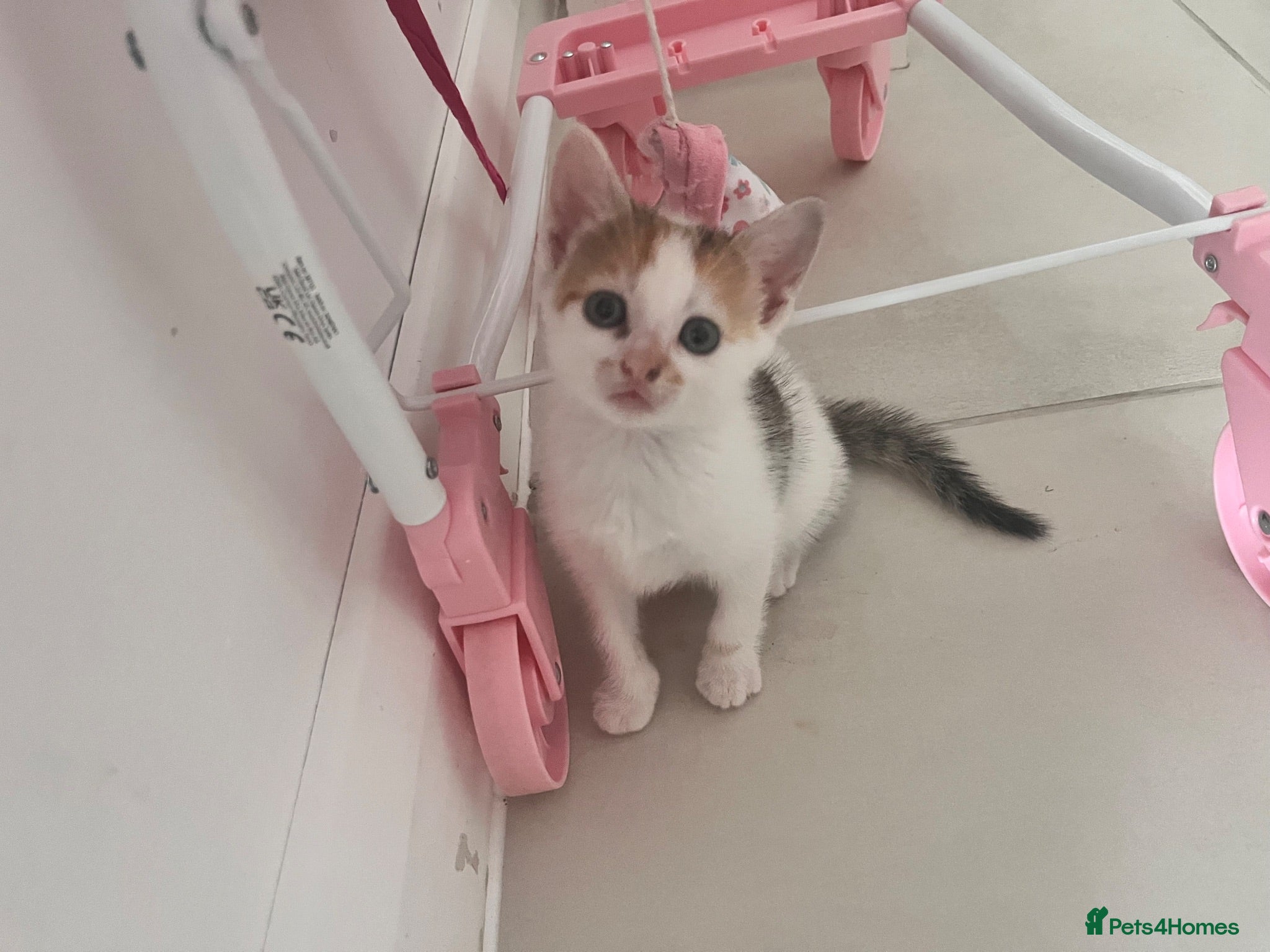 Mixed Breed cats Two lovely kittens remaining  - Advert 3
