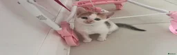 Mixed Breed cats for sale: Two lovely kittens remaining  - Advert 1