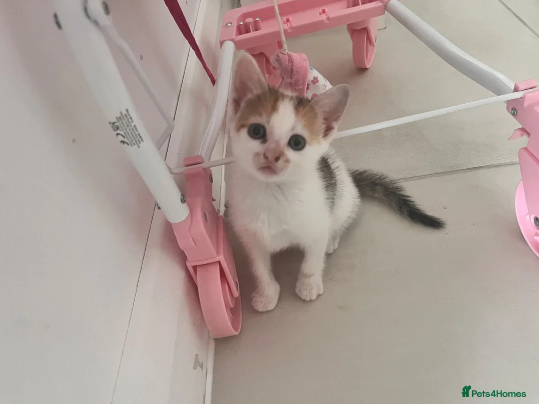 Mixed Breed cats for sale: Two lovely kittens remaining  - Advert 1