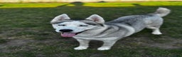 Siberian Husky dogs for sale: KC REGISTERED SIBERIAN HUSKYS MOM/DAD CAN BE SEEN - Advert 10