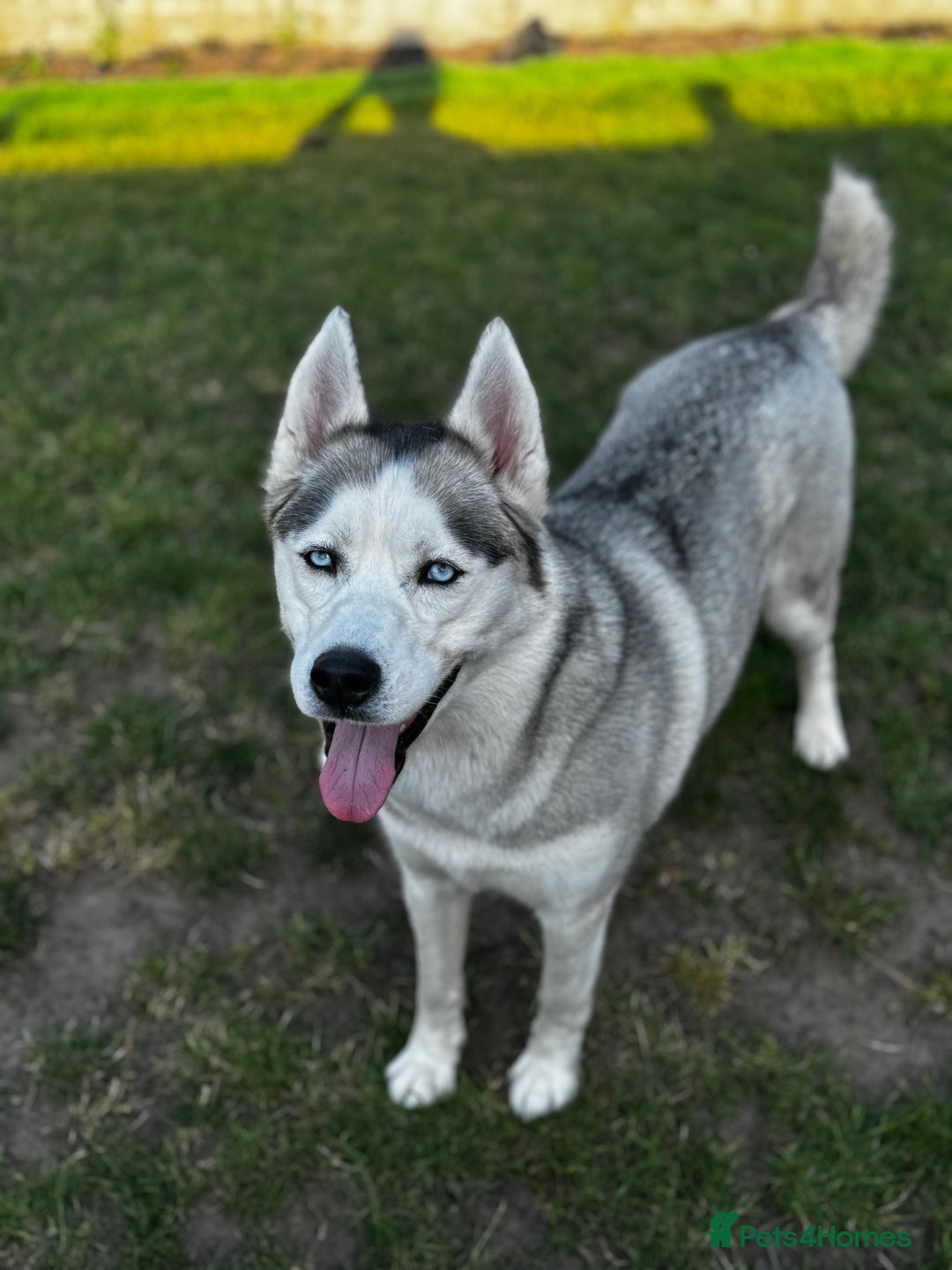Siberian Husky dogs for sale: KC REGISTERED SIBERIAN HUSKYS MOM/DAD CAN BE SEEN - Advert 10