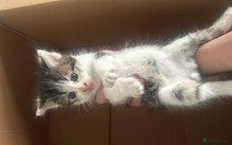 Brazilian Shorthair cats for sale: British shorthairs  - Image 4