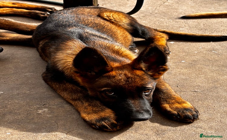 German Shepherd dogs - Advert 2