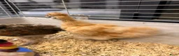 Chickens poultry for sale: 2 silkie ,2 pekin bantam & 1 cross brahma  - Advert 5