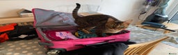 Bengal cats for sale: 5 year old male bengal cat.  - Advert 15