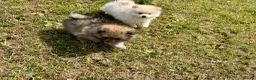 Pomeranian dogs for sale: Beautiful pups looking for forever homes - Advert 5