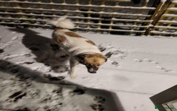 Mixed Breed dogs for sale: Beautiful girl looking for a loving home - Image 1