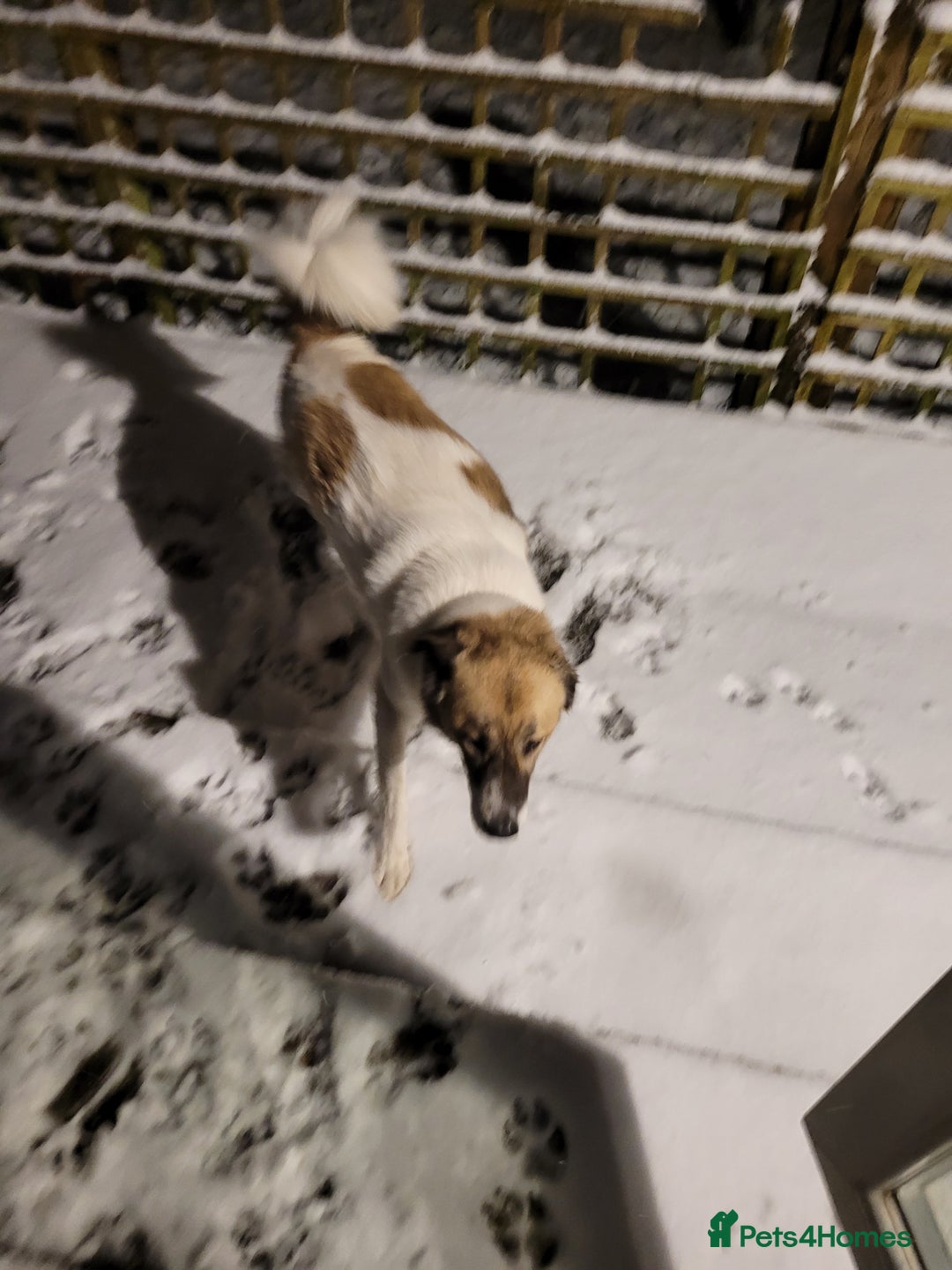 Mixed Breed dogs for sale: Beautiful girl looking for a loving home - Image 1