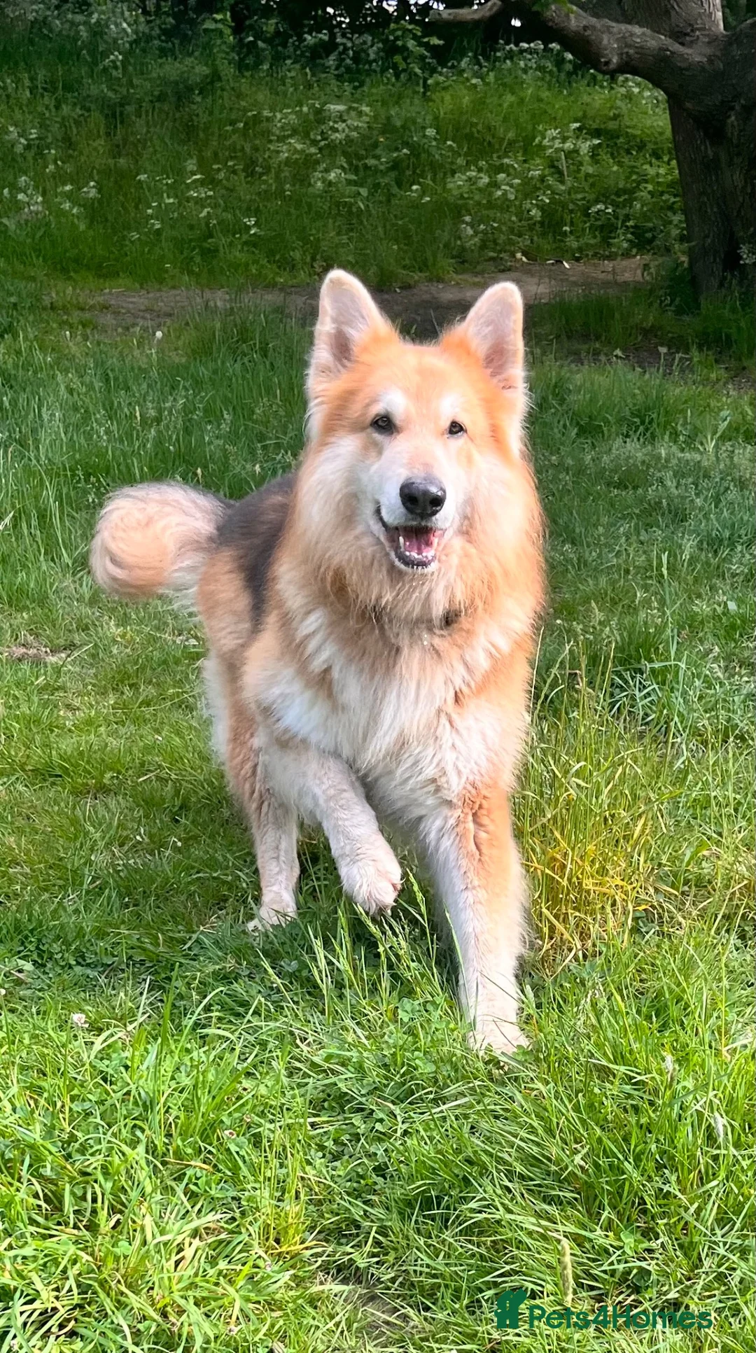 German Shepherd dogs for stud: German Shepherd for stud in Sheffield - Advert 1