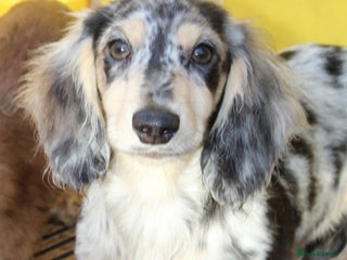 Miniature Dachshund dogs Long hair - Advert 2