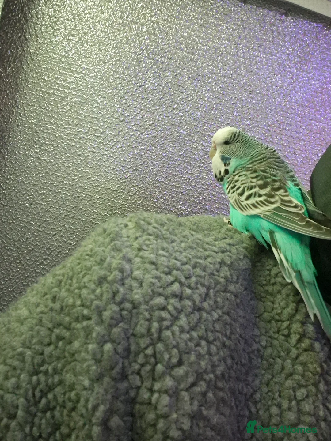 Budgerigars birds for sale: Beautiful Hand Tame English Budgies only £45 each - Advert 12