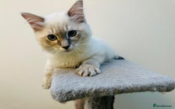 Ragdoll cats for sale: GCCF full pedigree ragdoll kittens  - Image 7