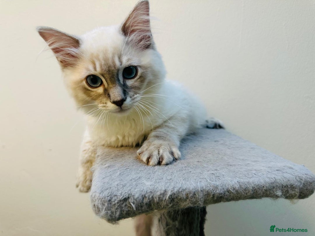 Ragdoll cats for sale: GCCF full pedigree ragdoll kittens  - Image 7
