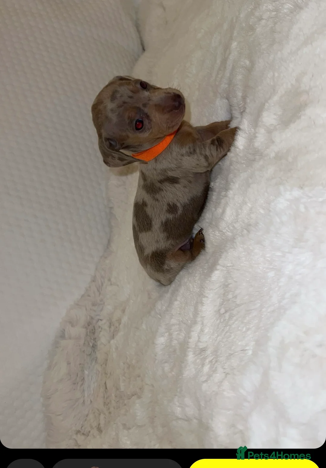 Dachshund dogs for sale: 🐾 Daxie & Chocolate’s Beautiful Puppies ! - Advert 28