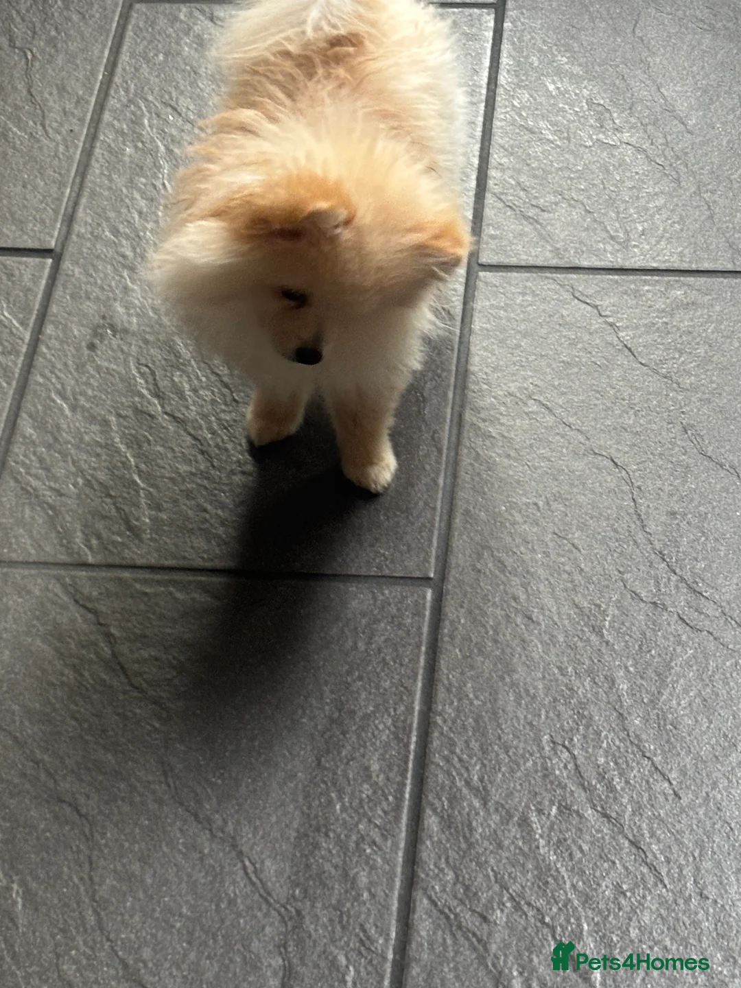 Pomeranian dogs for sale: Pomeranian males looking for there forever home  - Advert 11