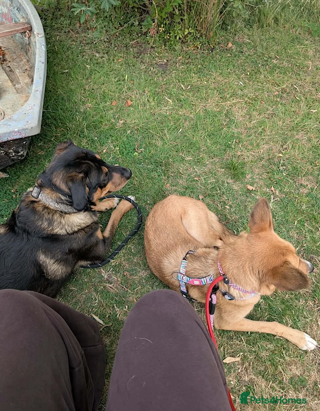 Mixed Breed dogs for adoption: Nona seeks forever home  - Advert 2