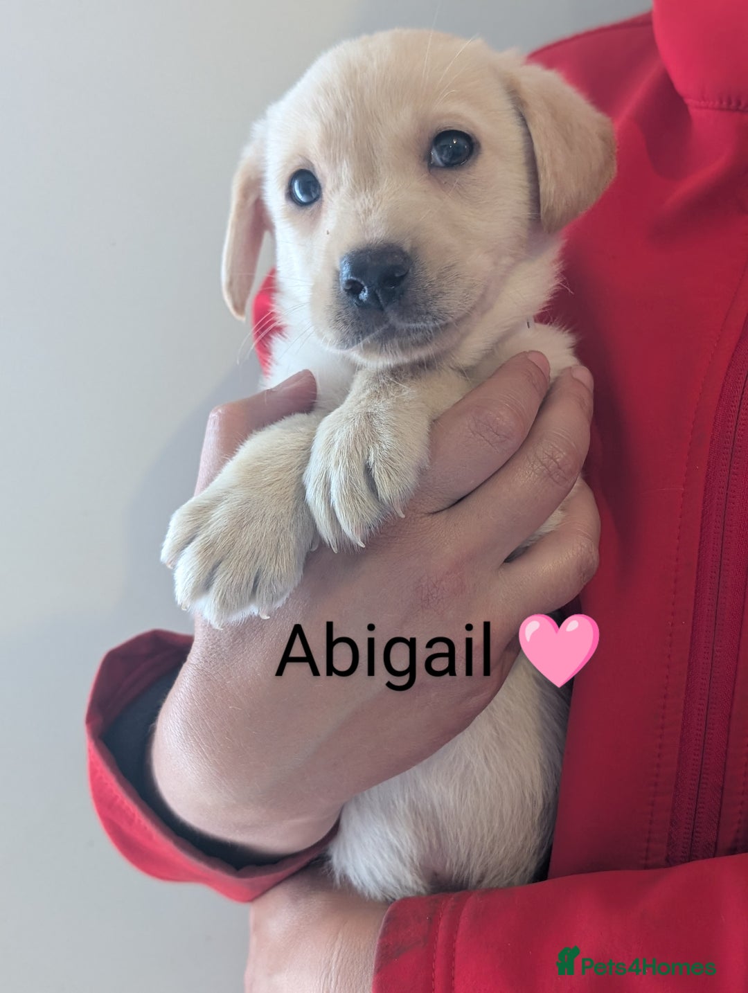 Labrador Retriever dogs for sale: KC Reg, Champion lines Drakeshead in pedigree  - Image 30