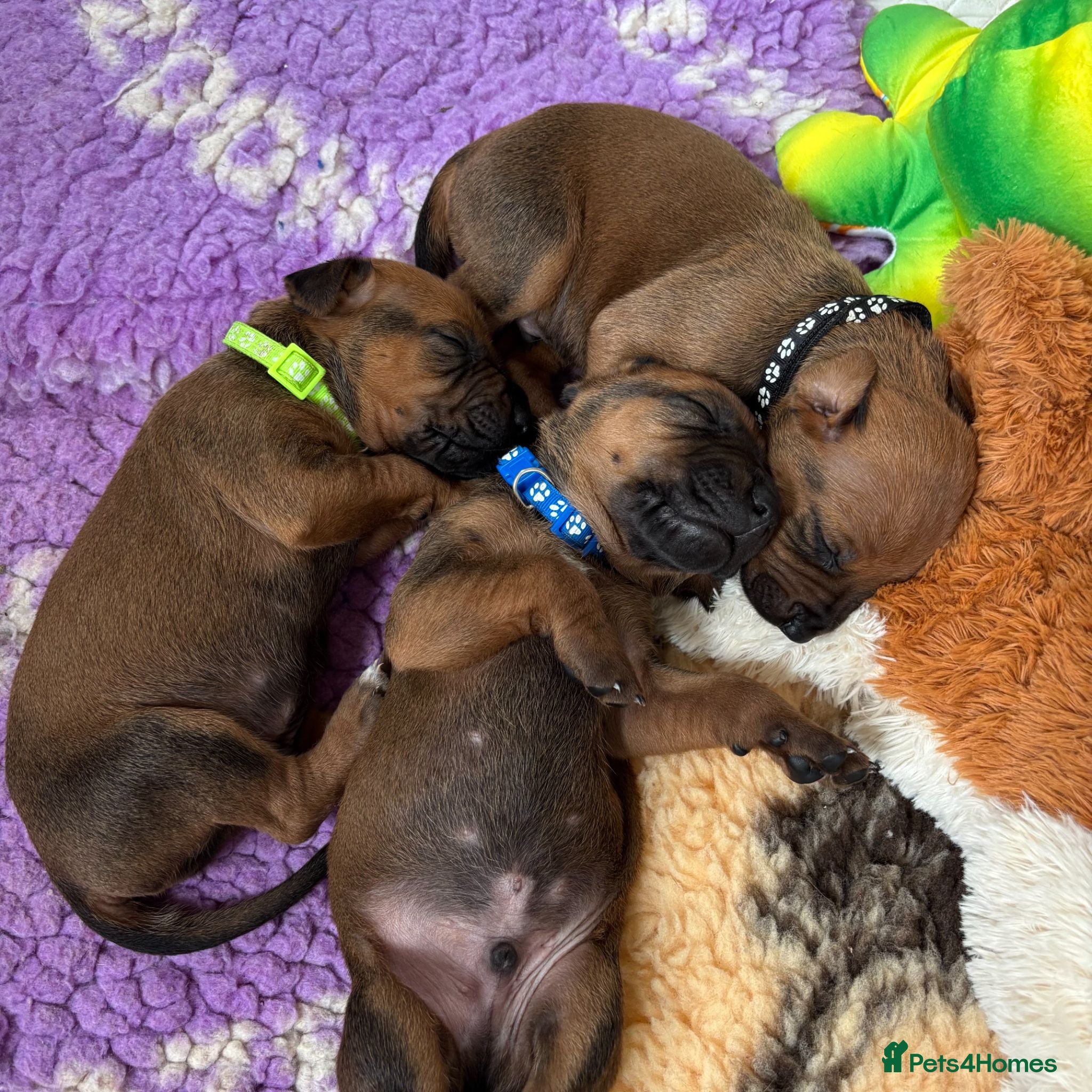 Rhodesian Ridgeback dogs 5 Star Council Registered Breeder M022667 - Advert 2