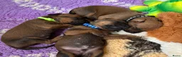 Rhodesian Ridgeback dogs for sale: 5 Star Council Registered Breeder M022667 - Advert 5