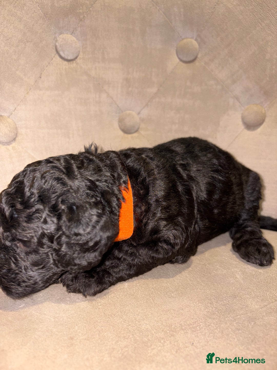 Cockapoo dogs for sale: Beautiful litter of Cockapoo pups - Advert 9