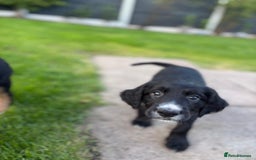 Mixed Breed dogs for sale: Border collie x irish setter pups *READY 3RD SEP* - Image 8
