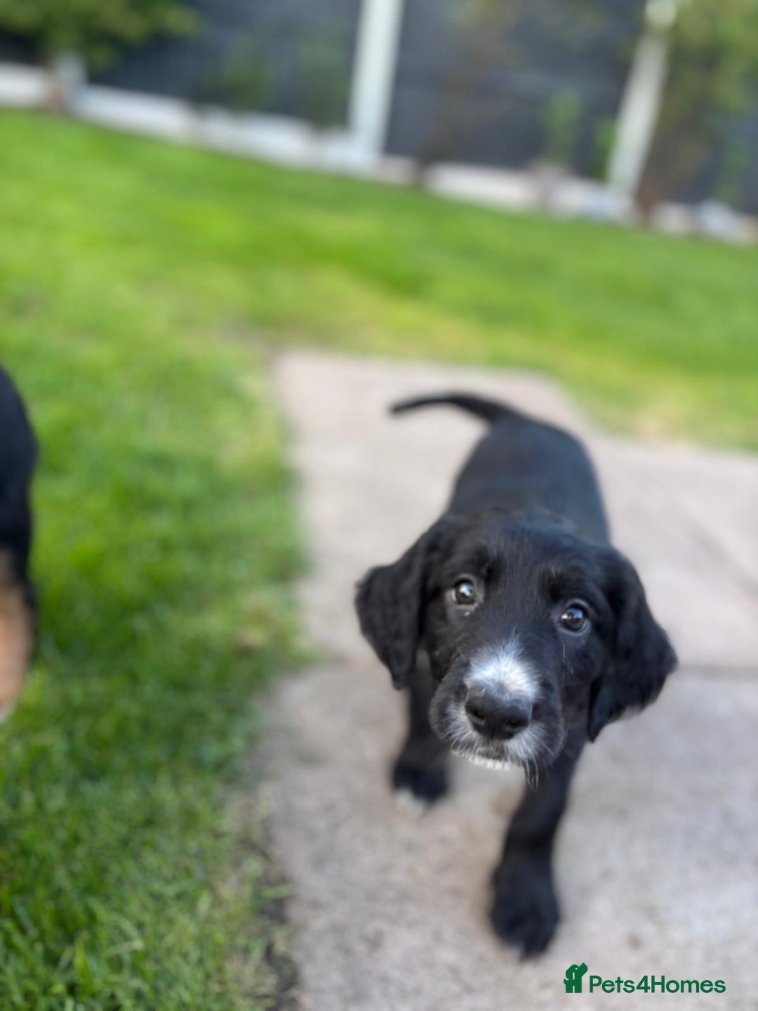Mixed Breed dogs for sale: Border collie x irish setter pups *READY 3RD SEP* - Image 8