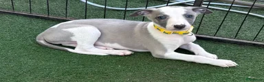 Whippet 3