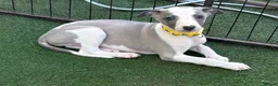 Whippet dogs for sale: Beautiful whippet puppies  - Advert 4