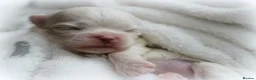 Maltese dogs for sale: Bambelina~ Simply The Best~ Korean Maltese in Stratford-upon-Avon - Advert 4