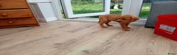 Labrador Retriever dogs for sale: Ready to go now Labrador pups for sale.  - Advert 20