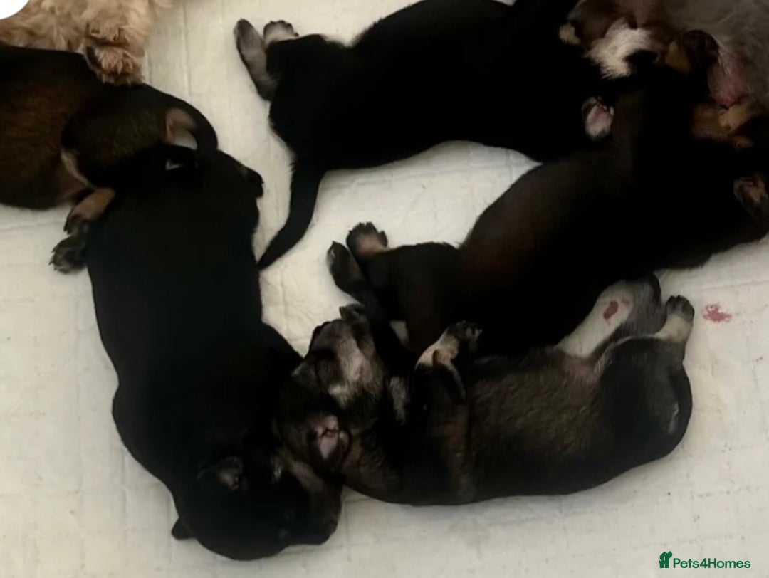 Schnoodle dogs for sale: 🐾🐶Schnoodles/Schnauzers🐶🐾 - Image 6