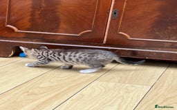 Mixed Breed cats for sale: Tuxy & Stripy - two gorgeous boys for sale - Image 15