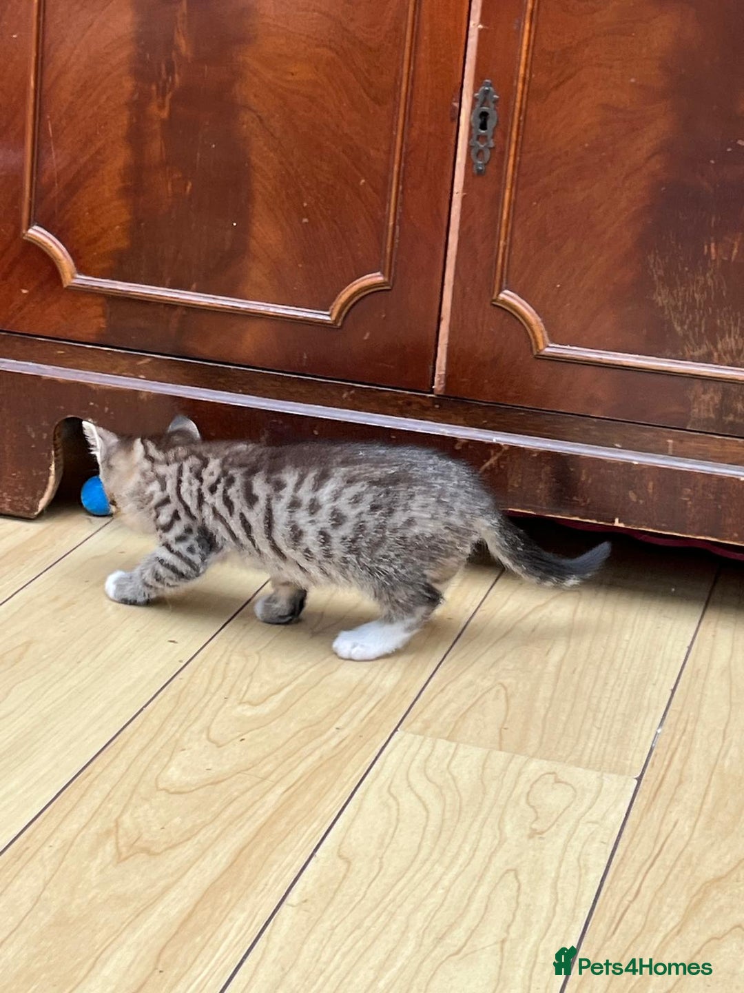 Mixed Breed cats for sale: Tuxy & Stripy - two gorgeous boys for sale - Image 15