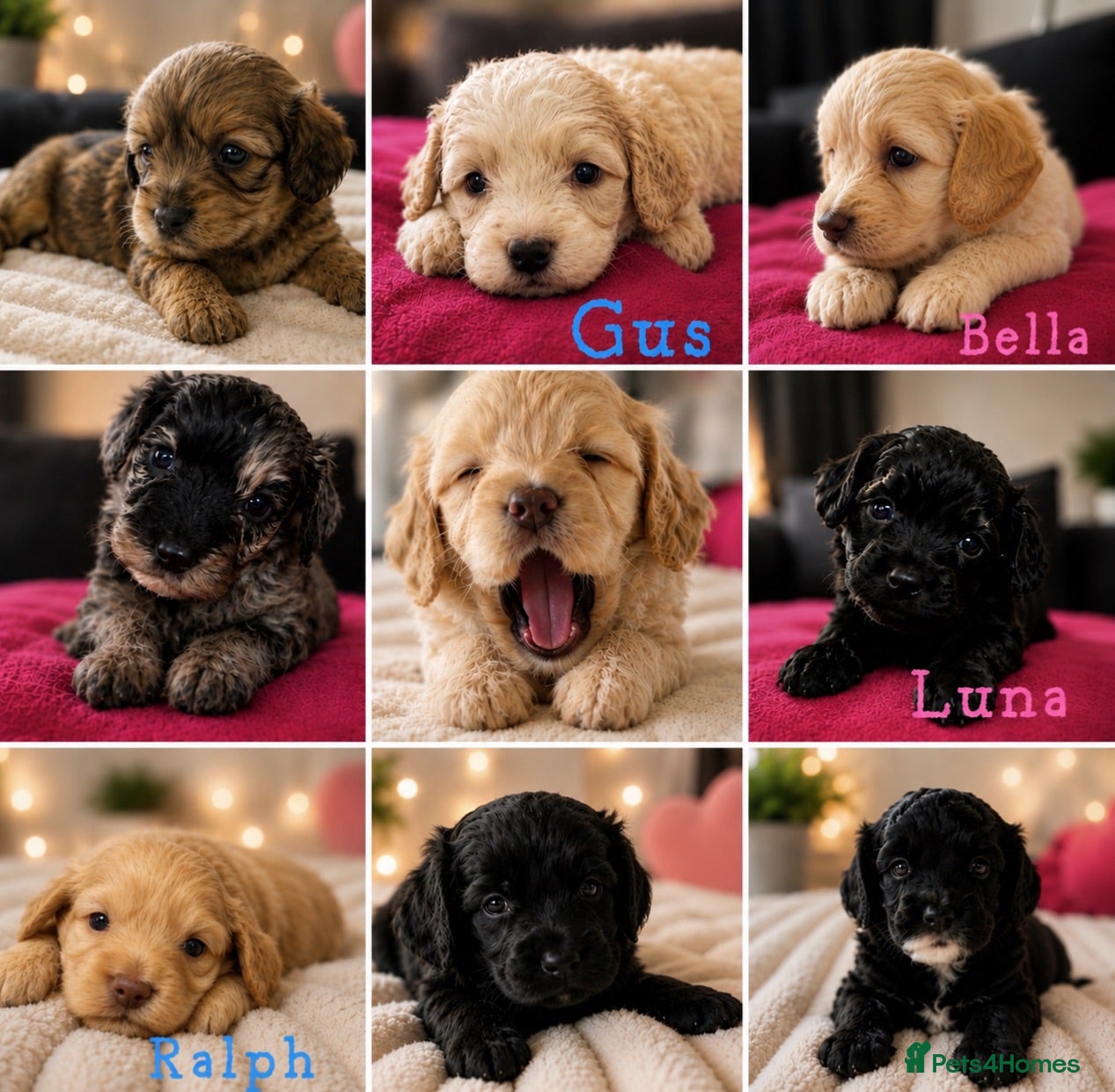 Cockapoo dogs 5* rated licensed vet approved F2b Toy Mini pups - Advert 1