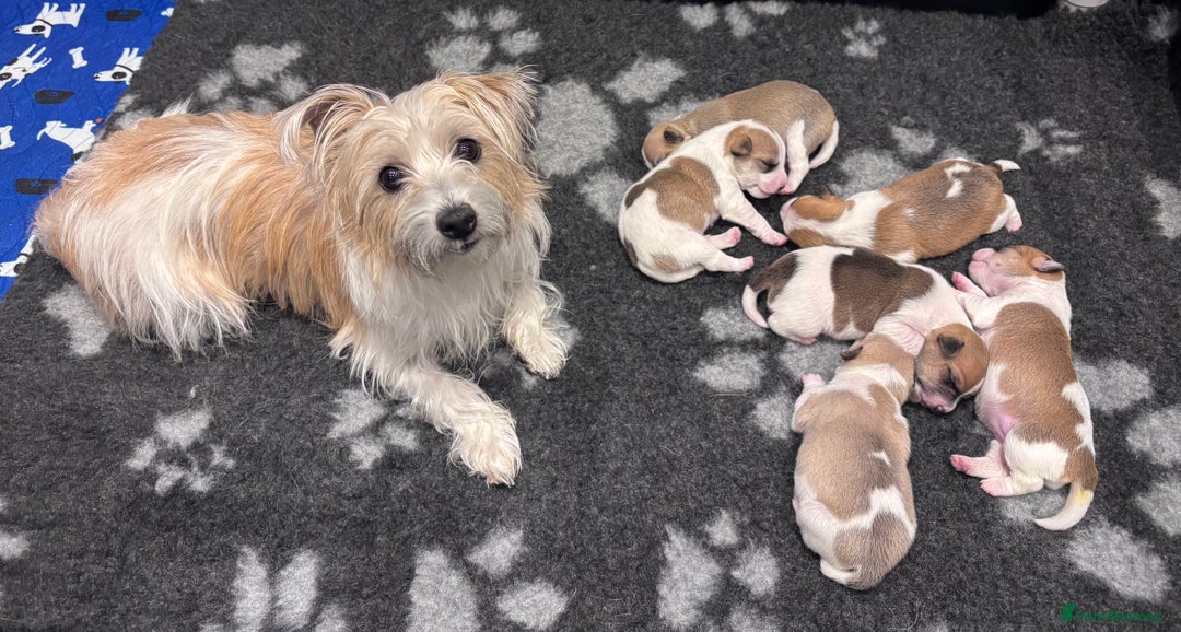 Mixed Breed dogs for sale: 3/4 Jack 1/4 Maltese male puppy available  - Advert 10