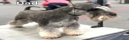 Miniature Schnauzer dogs for sale: KC reg Miniature Schnauzer puppies in Newry - Advert 11