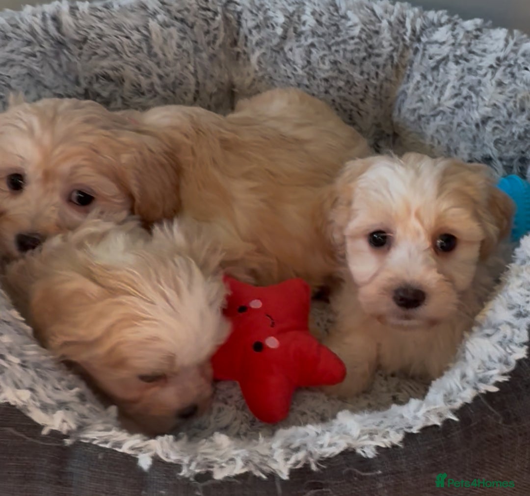 Shihpoo dogs for sale: Toy Shih-Poo Puppies (Shih-Tzu x Toy Poodle) - Advert 4